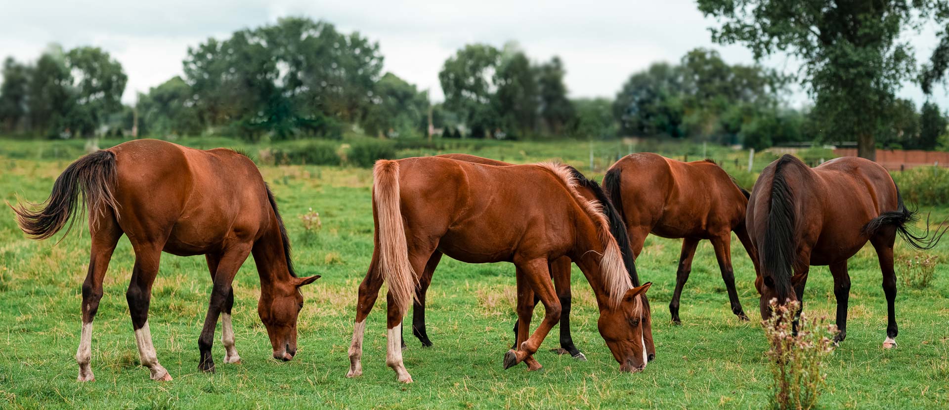 association valeur horse spirit donations ecoresponsable equitation cheval