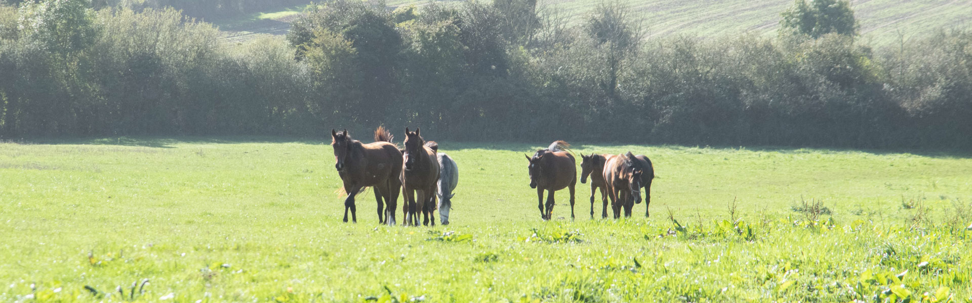 blog actualite cheval equitation horse spirit cavalier tips aide débutant