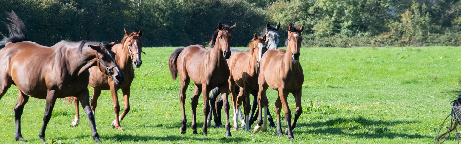 risques du poulinage reproduction cheval étalon jument IAF IAR IAC transfert d'embryon