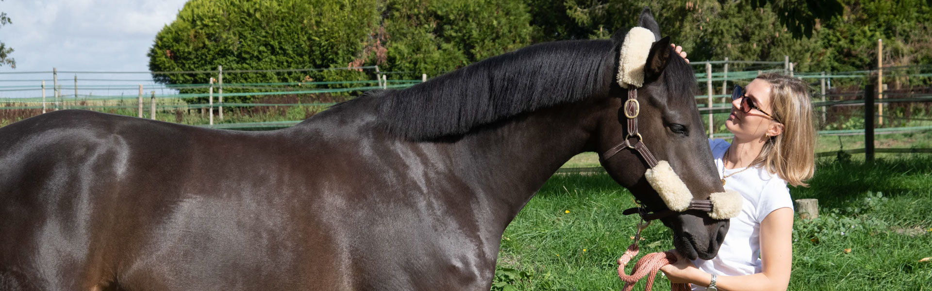 entretenir couper brosser crinière cheval equitation poil
