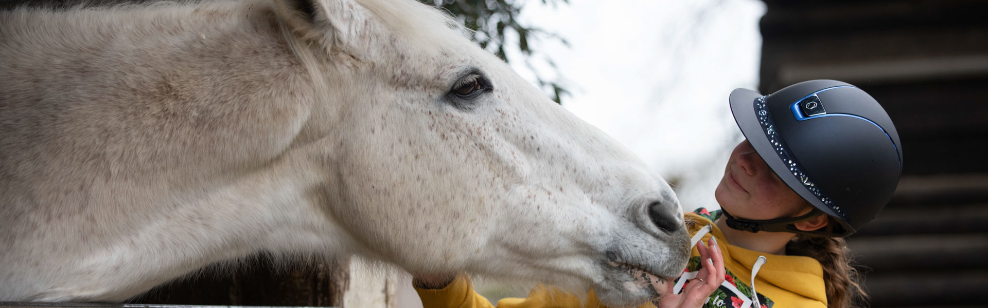 rapport cavalier cheval relation animal bien-être respect couple soumission